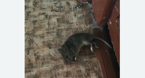 Дезинфекция от мышей в Нязепетровске