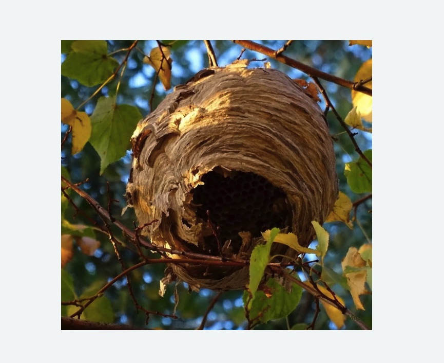 Обработка от шершней в Нязепетровске