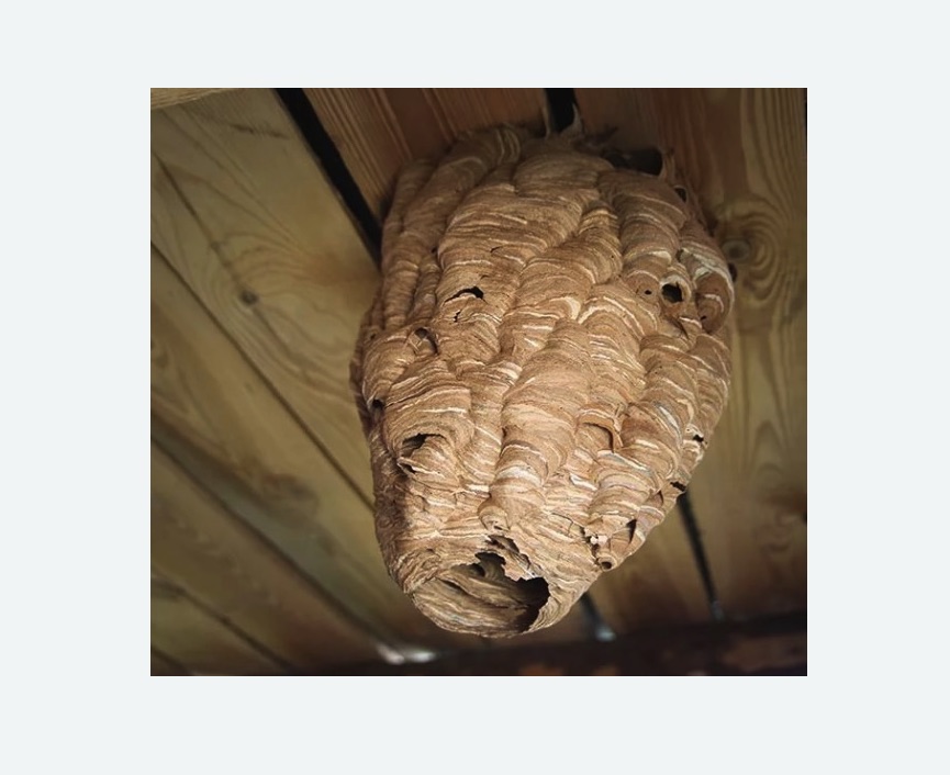 обработка от шершней в Нязепетровске