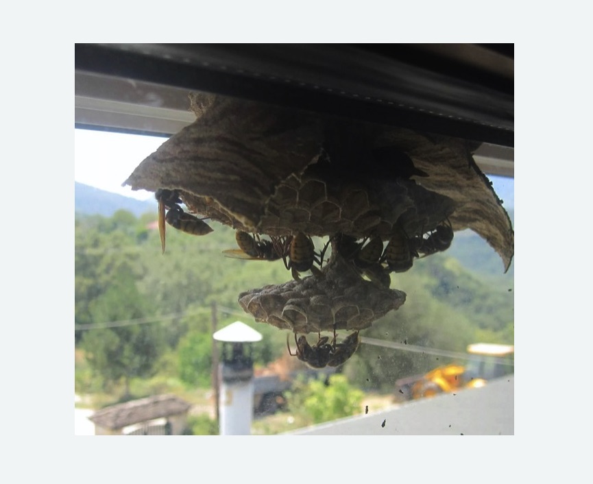 Уничтожение гнёзд шершней в Нязепетровске