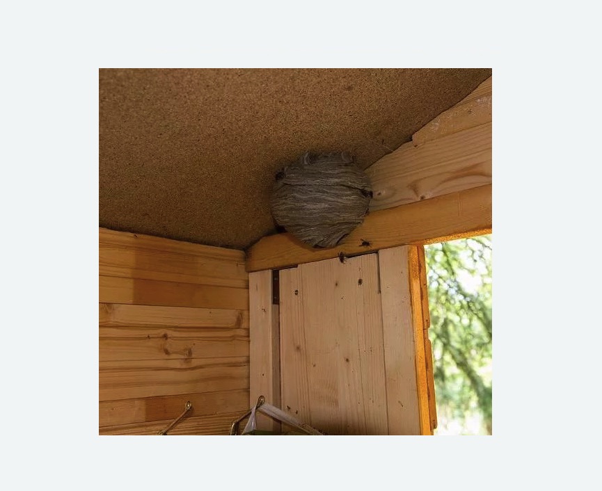 Обработка от ос в Нязепетровске Обработка от ос