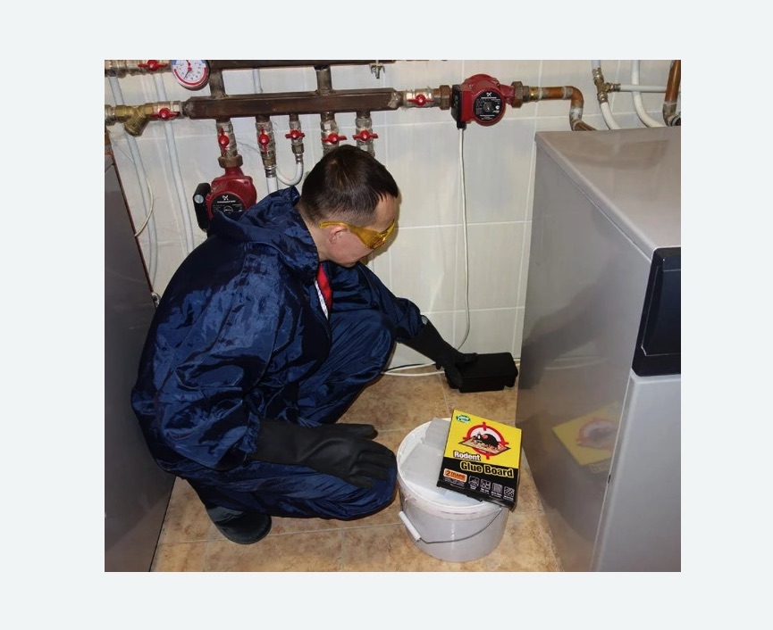 Уничтожение крыс в Нязепетровске